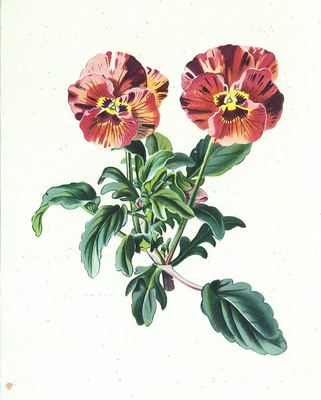 3548
<br/>
Les Pensées : Histoire, culture, multiplication, emploi
<br/>
<em></em>